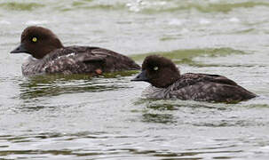 Barrow's Goldeneye