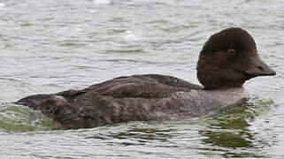 Barrow's Goldeneye