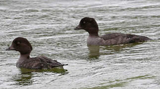 Barrow's Goldeneye