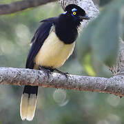 Plush-crested Jay