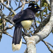 Plush-crested Jay