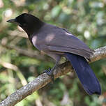 Geai bleu-noir