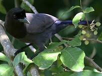Geai bleu-noir