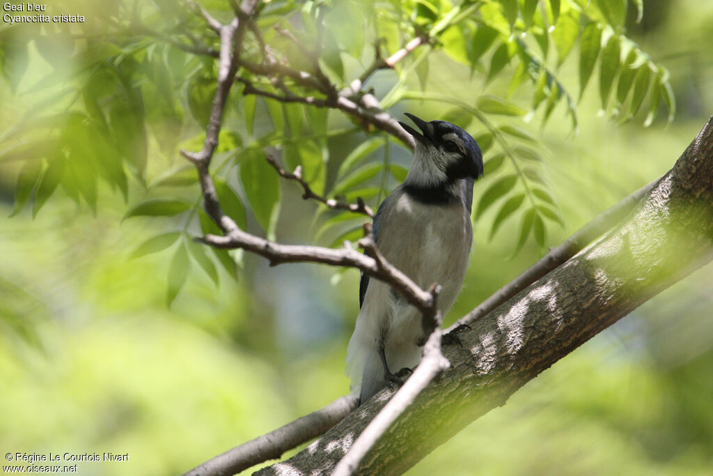 Blue Jay