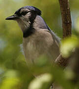 Blue Jay