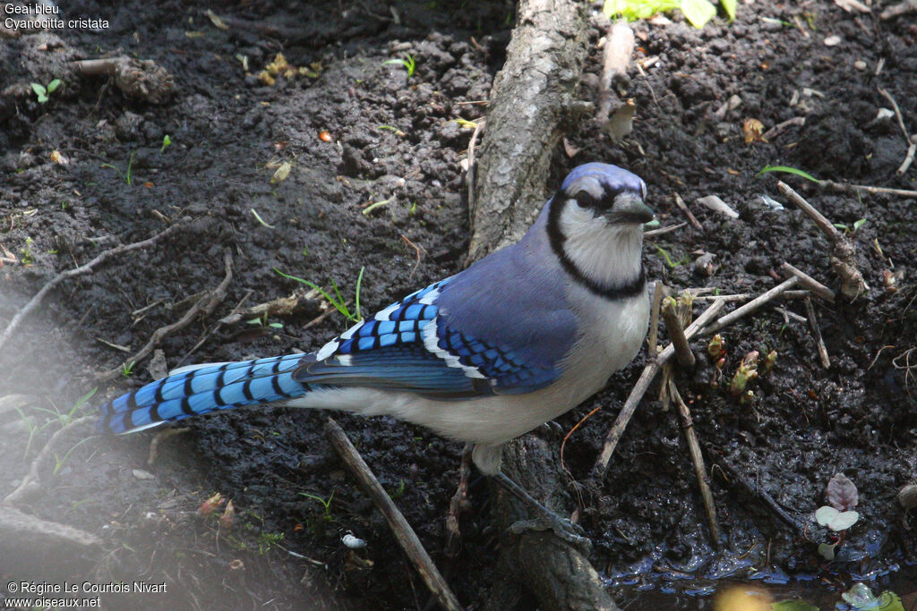 Blue Jay