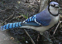 Blue Jay