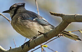 Blue Jay