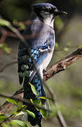 Blue Jay