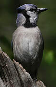 Blue Jay