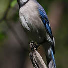 Geai bleu