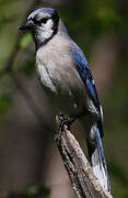 Blue Jay