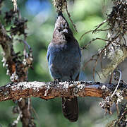 Steller's Jay