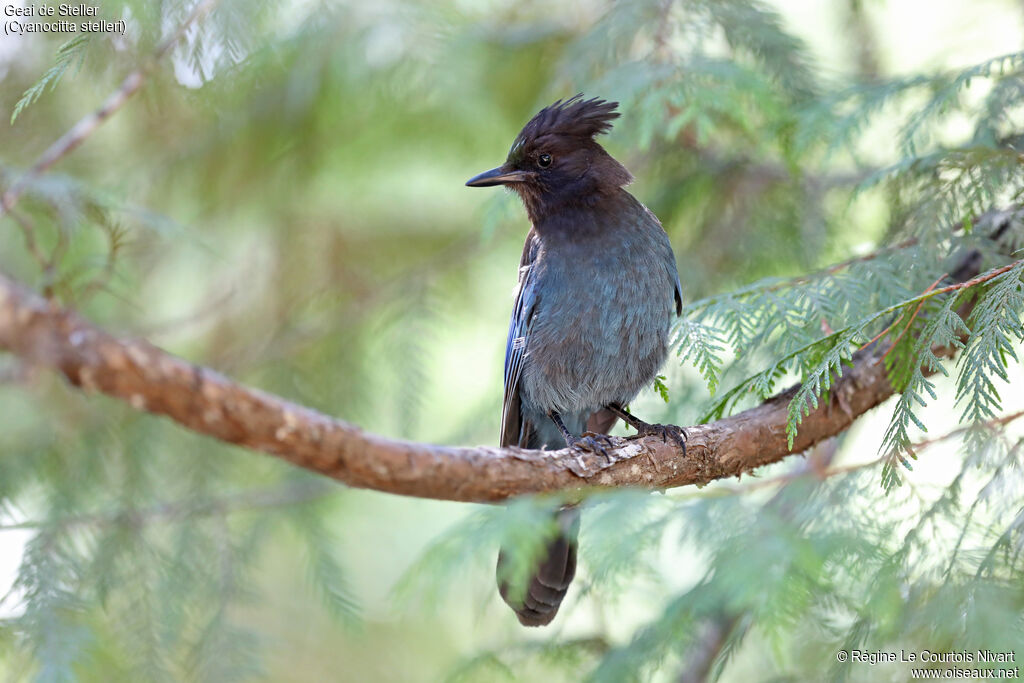 Steller's Jay