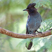 Steller's Jay