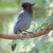 Steller's Jay