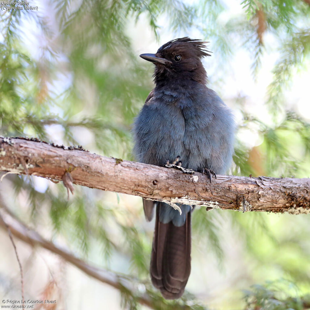 Steller's Jay