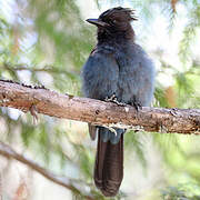 Steller's Jay