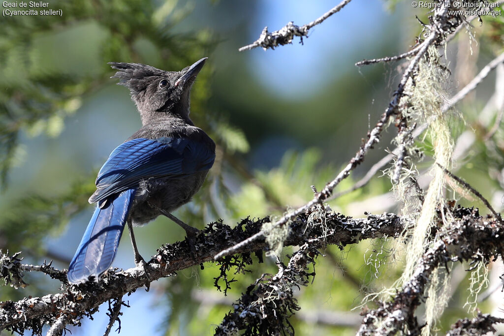 Steller's Jay