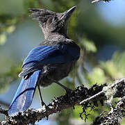 Steller's Jay