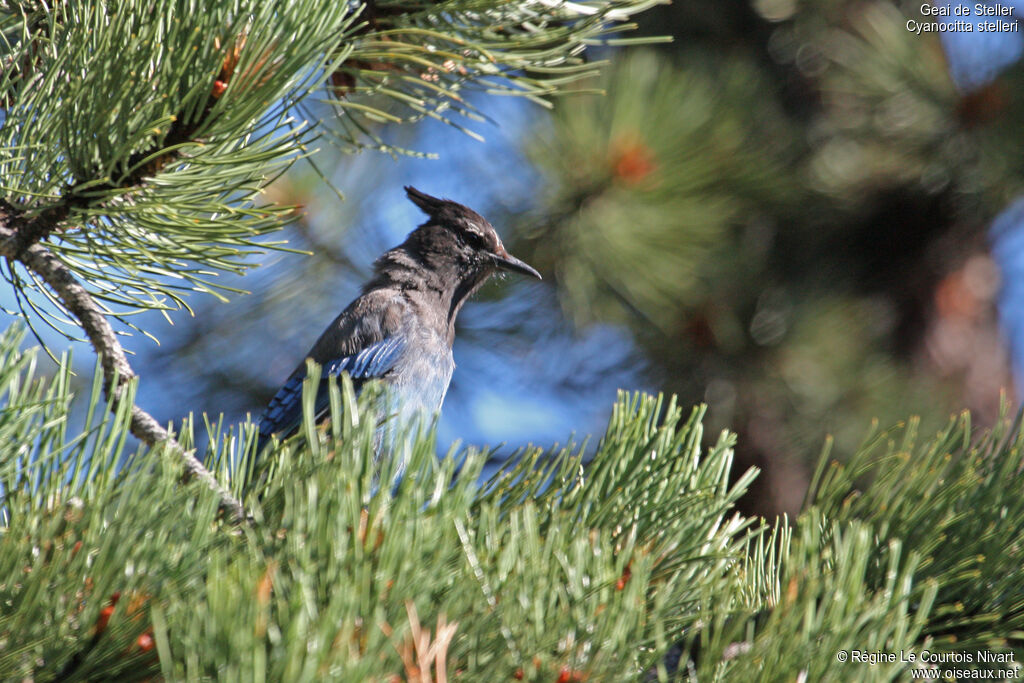 Steller's Jay