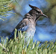 Steller's Jay