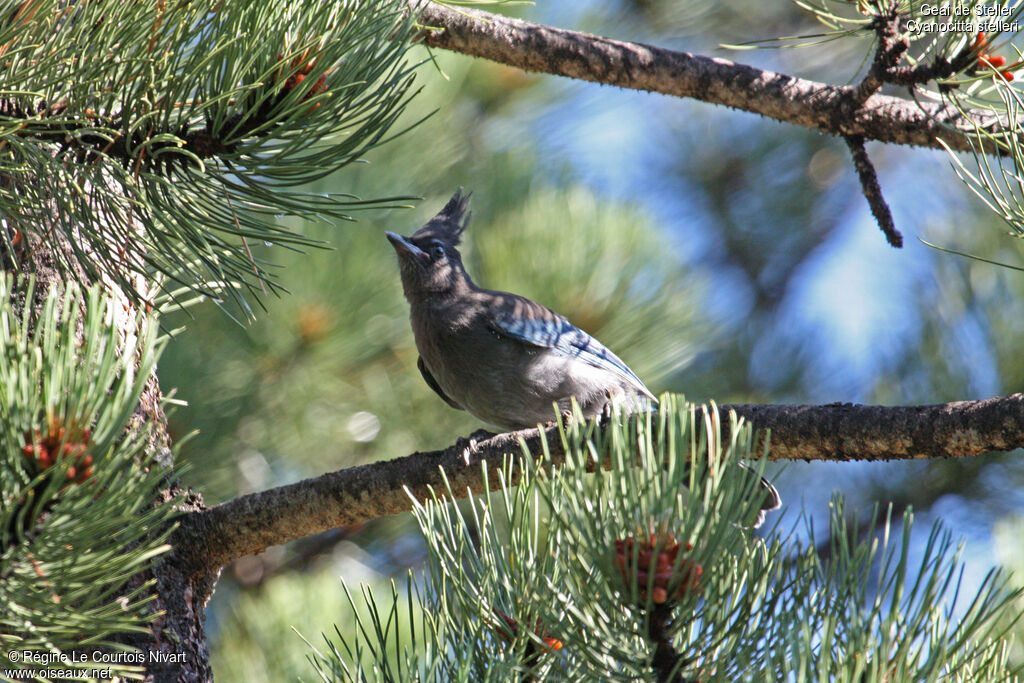 Steller's Jay