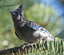 Steller's Jay