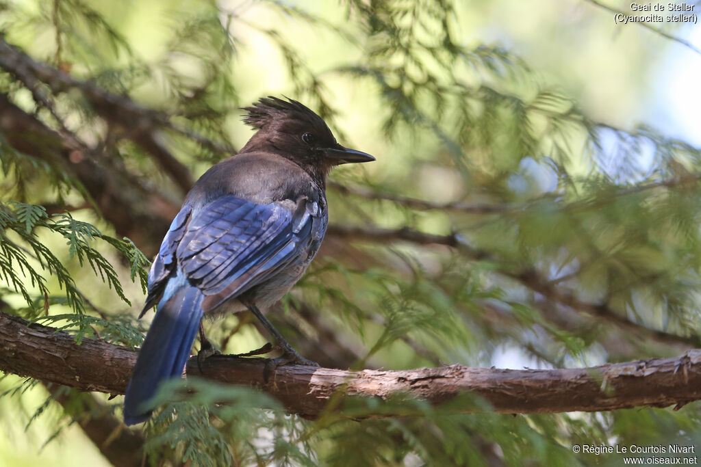 Steller's Jay