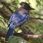 Steller's Jay