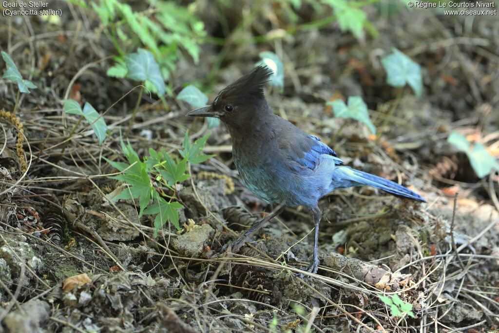 Steller's Jay