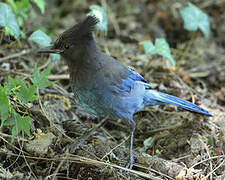 Steller's Jay