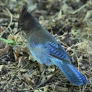 Steller's Jay