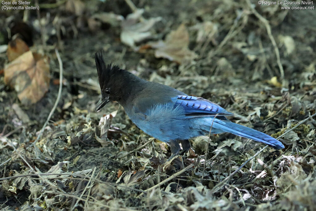 Steller's Jay