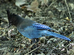 Steller's Jay