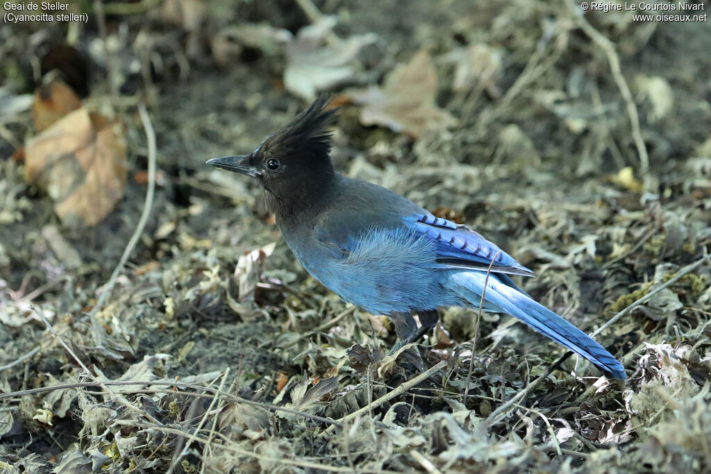 Steller's Jay