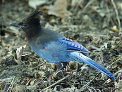 Steller's Jay