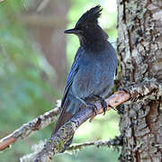 Steller's Jay