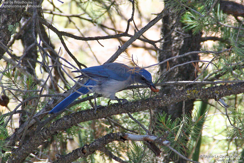 Woodhouse's Scrub Jay