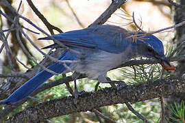 Woodhouse's Scrub Jay