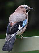 Eurasian Jay