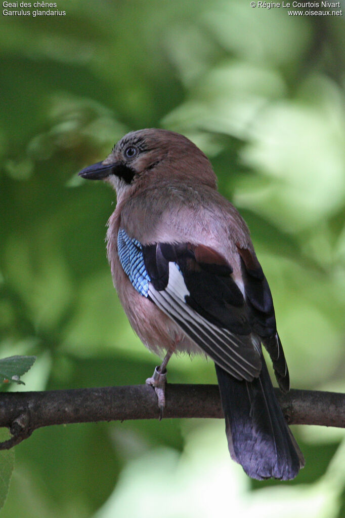 Eurasian Jay