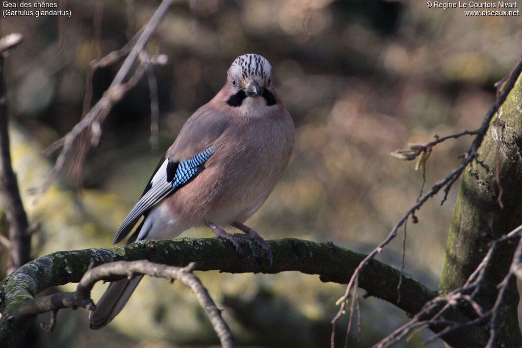 Eurasian Jay