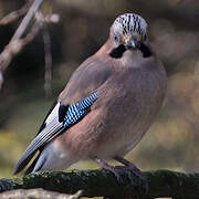 Eurasian Jay