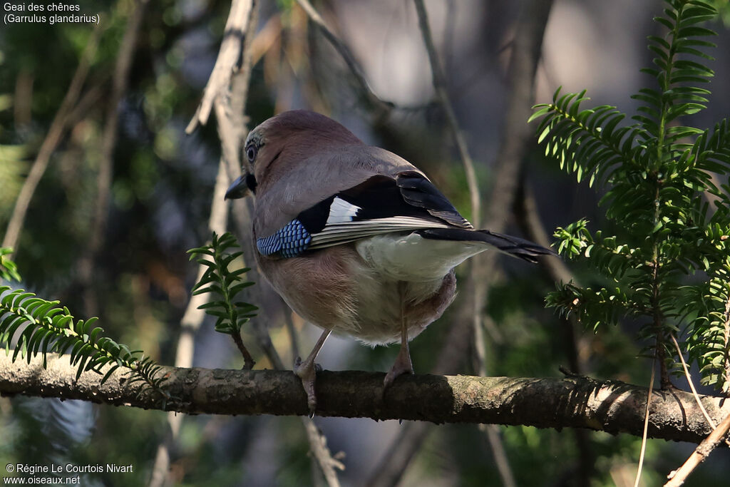 Eurasian Jay