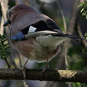 Eurasian Jay