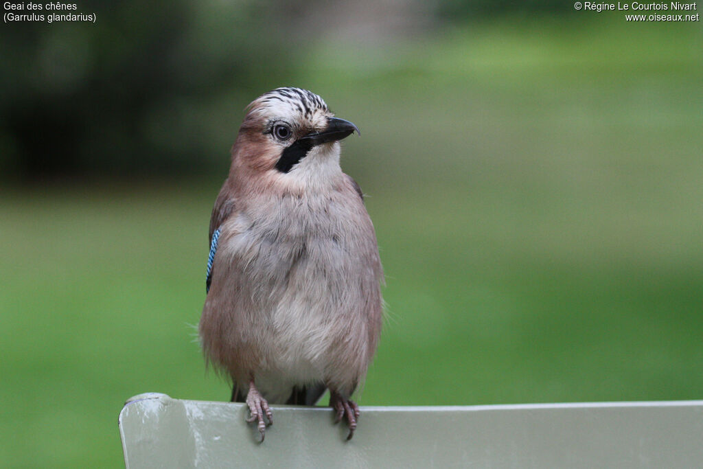 Eurasian Jay