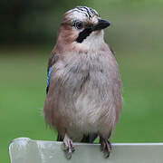 Eurasian Jay