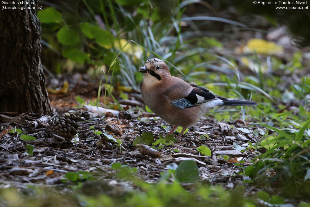 Eurasian Jay