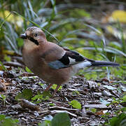 Eurasian Jay